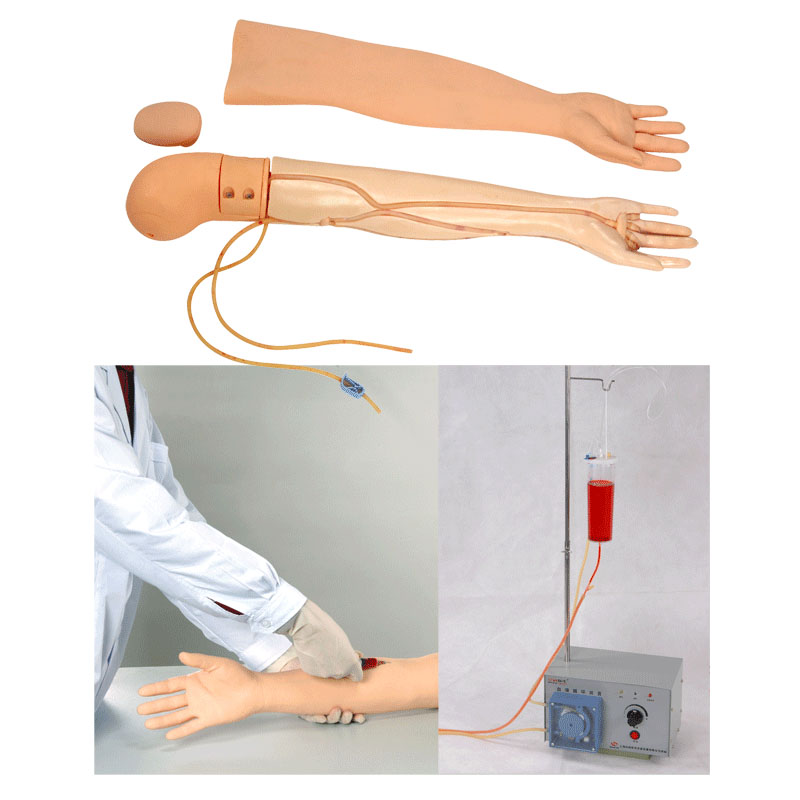 高級手臂靜脈穿刺及肌肉注射訓(xùn)練模型(帶循環(huán)裝置) 高級手臂靜脈穿刺及肌肉注射訓(xùn)練模型(帶循環(huán)裝置)