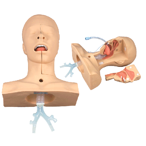 高級(jí)吸痰練習(xí)模型 高級(jí)吸痰練習(xí)模型