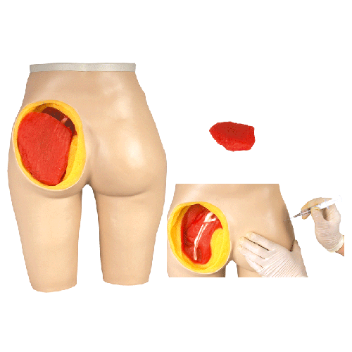 高級臀部肌肉注射與解剖結構模型 高級臀部肌肉注射與解剖結構模型
