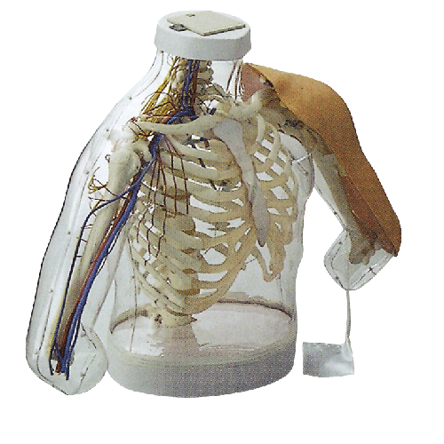 高級上臂肌肉注射及對比模型(帶檢測警示系統(tǒng)) 高級上臂肌肉注射及對比模型(帶檢測警示系統(tǒng))