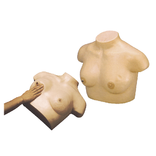 高級乳腺視診與觸診模型 高級乳腺視診與觸診模型