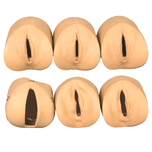 產(chǎn)前宮頸變化與產(chǎn)道關(guān)系模型 產(chǎn)前宮頸變化與產(chǎn)道關(guān)系模型