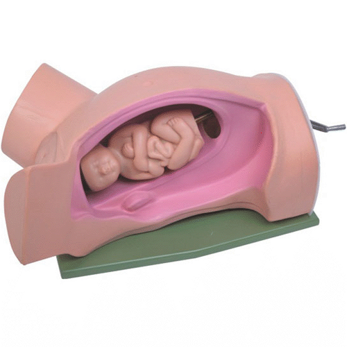 分娩機(jī)轉(zhuǎn)示教模型 分娩機(jī)轉(zhuǎn)示教模型