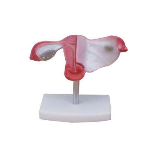 自然大子宮模型 自然大子宮模型