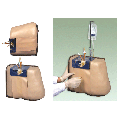 脊柱穿刺模型 脊柱穿刺模型