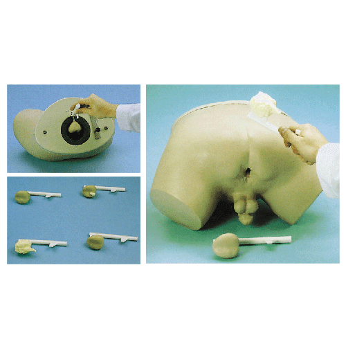 前列腺檢查模型 前列腺檢查模型