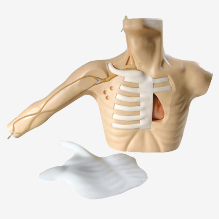 外周穿刺、中心靜脈穿刺插管模型 外周穿刺、中心靜脈穿刺插管模型