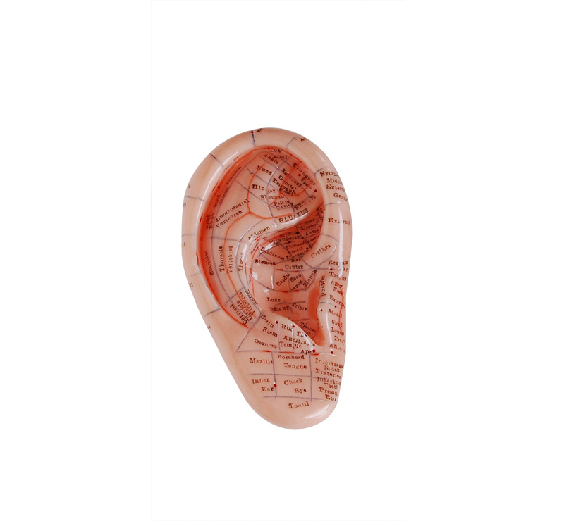 按摩耳模型 按摩耳模型