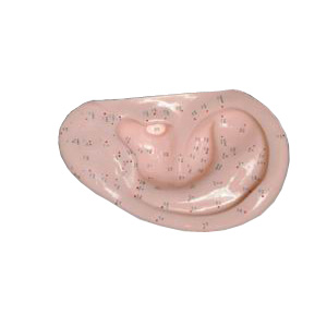 耳針灸模型(自然大) 耳針灸模型(自然大)