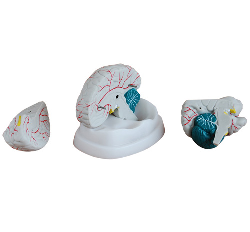 新型腦解剖模型 新型腦解剖模型