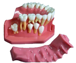 牙列發(fā)育模型C 牙列發(fā)育模型C