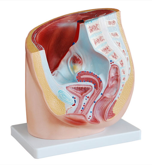 女性矢狀解剖模型(1件) 女性矢狀解剖模型(1件)