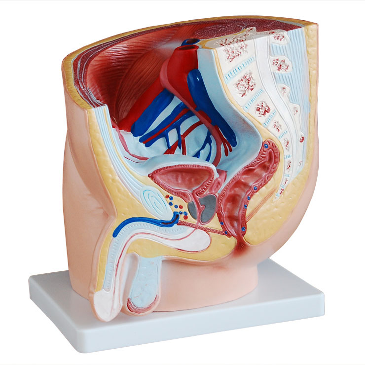 男性盆腔正中矢狀解剖模型(1件) 男性盆腔正中矢狀解剖模型(1件)