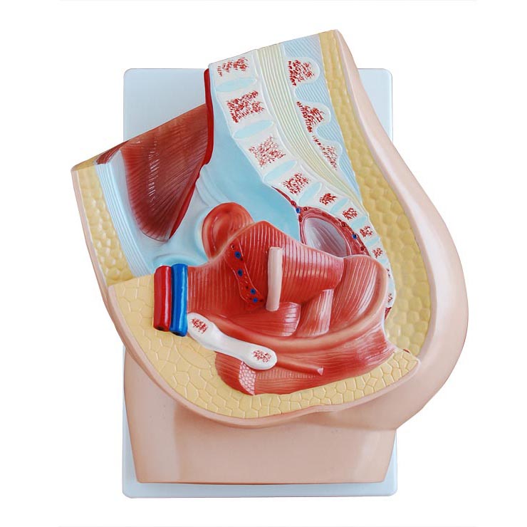 Ů����ǻ����ʸ�����(2��)