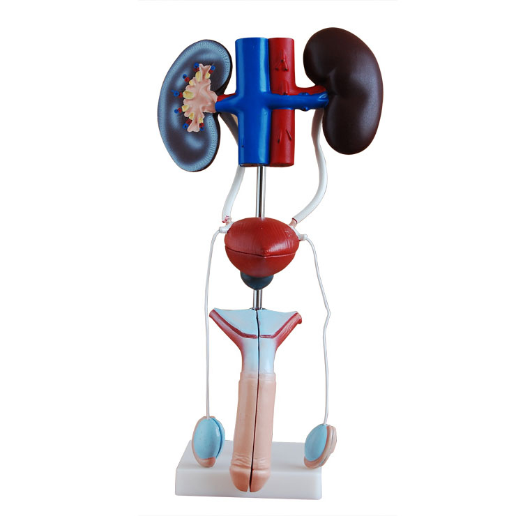 男性泌尿生殖系統(tǒng)解剖模型 男性泌尿生殖系統(tǒng)解剖模型