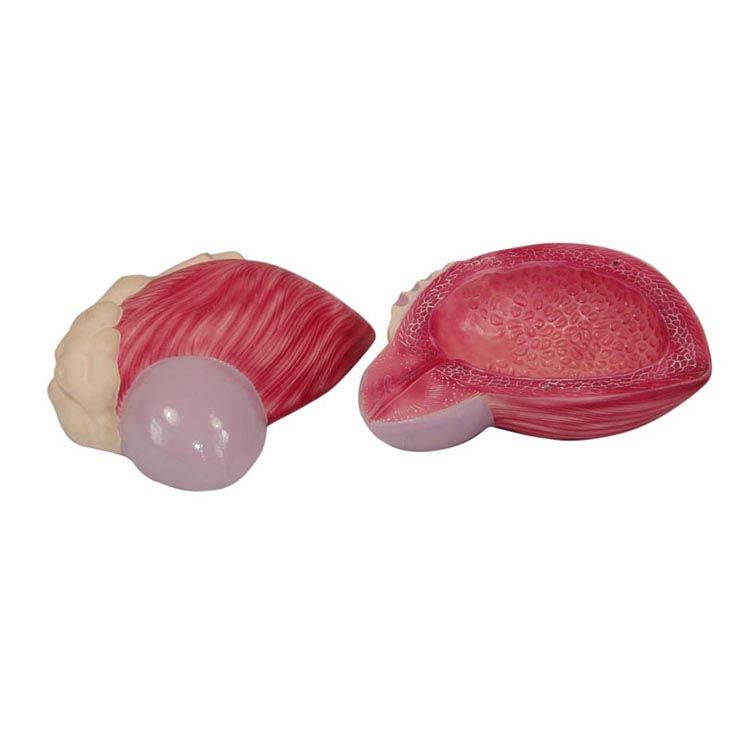 膀胱放大模型 膀胱放大模型