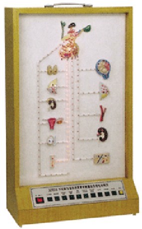 下丘腦與垂體的激素對(duì)靶器官作用電動(dòng)模型 下丘腦與垂體的激素對(duì)靶器官作用電動(dòng)模型