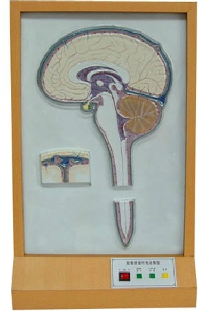 �X��Һѭ�h(hu��n)늄�ģ��