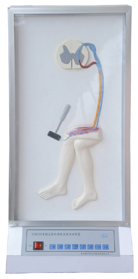 ����ķ���͓p�����F(xi��n)늄�(d��ng)ģ��