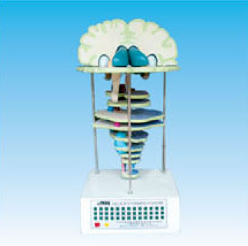 腦干水平切和神經(jīng)核立體關(guān)系電動(dòng)模型 腦干水平切和神經(jīng)核立體關(guān)系電動(dòng)模型