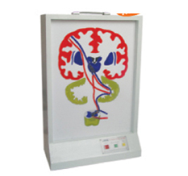 錐體外系(皮質(zhì)-腦橋-小腦系)電動模型 錐體外系(皮質(zhì)-腦橋-小腦系)電動模型