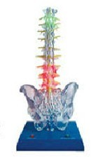 ͸������늄�ģ��