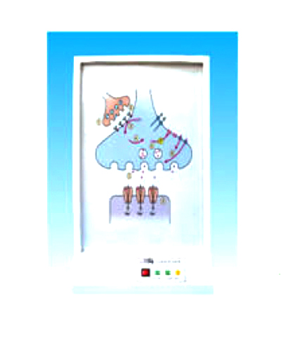 神經(jīng)系統(tǒng)的化學(xué)通路電動模型 神經(jīng)系統(tǒng)的化學(xué)通路電動模型