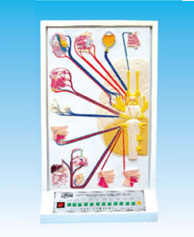 腦神經(jīng)及腦神經(jīng)的成分及分布電動(dòng)模型 腦神經(jīng)及腦神經(jīng)的成分及分布電動(dòng)模型