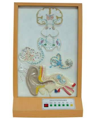 聽覺傳導(dǎo)電動(dòng)模型 聽覺傳導(dǎo)電動(dòng)模型