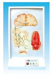 ζ�X����(d��o)ͨ·늄�(d��ng)ģ��