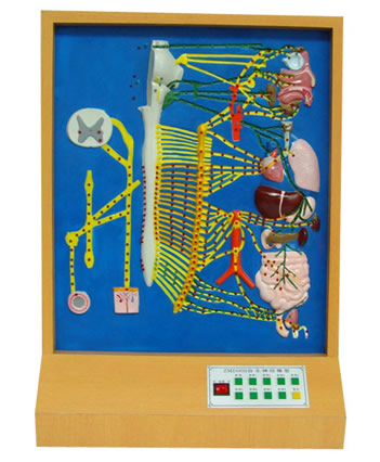 自主神經(jīng)電動模型 自主神經(jīng)電動模型