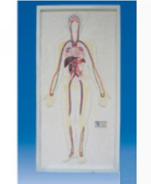浮雕式全身周圍神經(jīng)電動(dòng)模型 浮雕式全身周圍神經(jīng)電動(dòng)模型