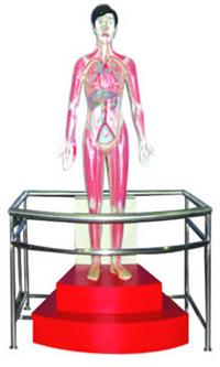 微電腦人體心動周期與大、小循環(huán)演示儀 規(guī)格38x34x127 微電腦人體心動周期與大、小循環(huán)演示儀 規(guī)格38x34x127