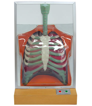 人體呼吸運(yùn)動(dòng)電動(dòng)模型 人體呼吸運(yùn)動(dòng)電動(dòng)模型