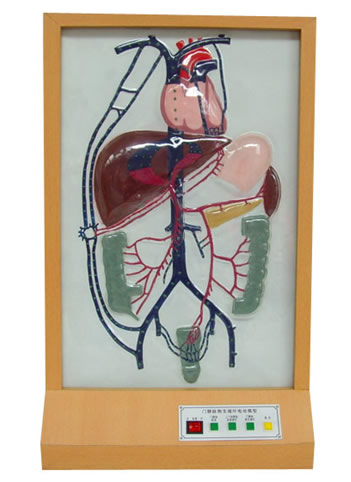 門靜脈側(cè)支循環(huán)電動模型 門靜脈側(cè)支循環(huán)電動模型