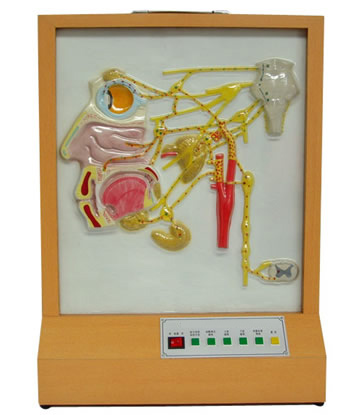 頭面部自主神經(jīng)分布電動模型 頭面部自主神經(jīng)分布電動模型