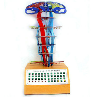 微電腦中樞神經(jīng)傳導(dǎo)直觀模型 微電腦中樞神經(jīng)傳導(dǎo)直觀模型