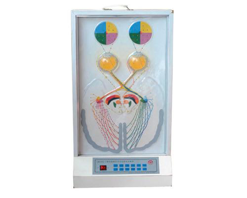 視覺傳導(dǎo)瞳孔對光反射電動(dòng)模型 視覺傳導(dǎo)瞳孔對光反射電動(dòng)模型