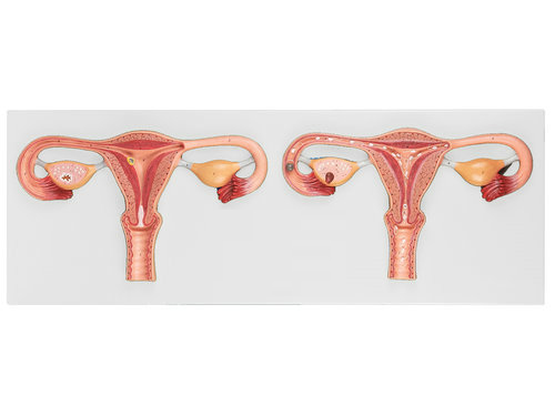 卵子受精過程放大模型 卵子受精過程放大模型