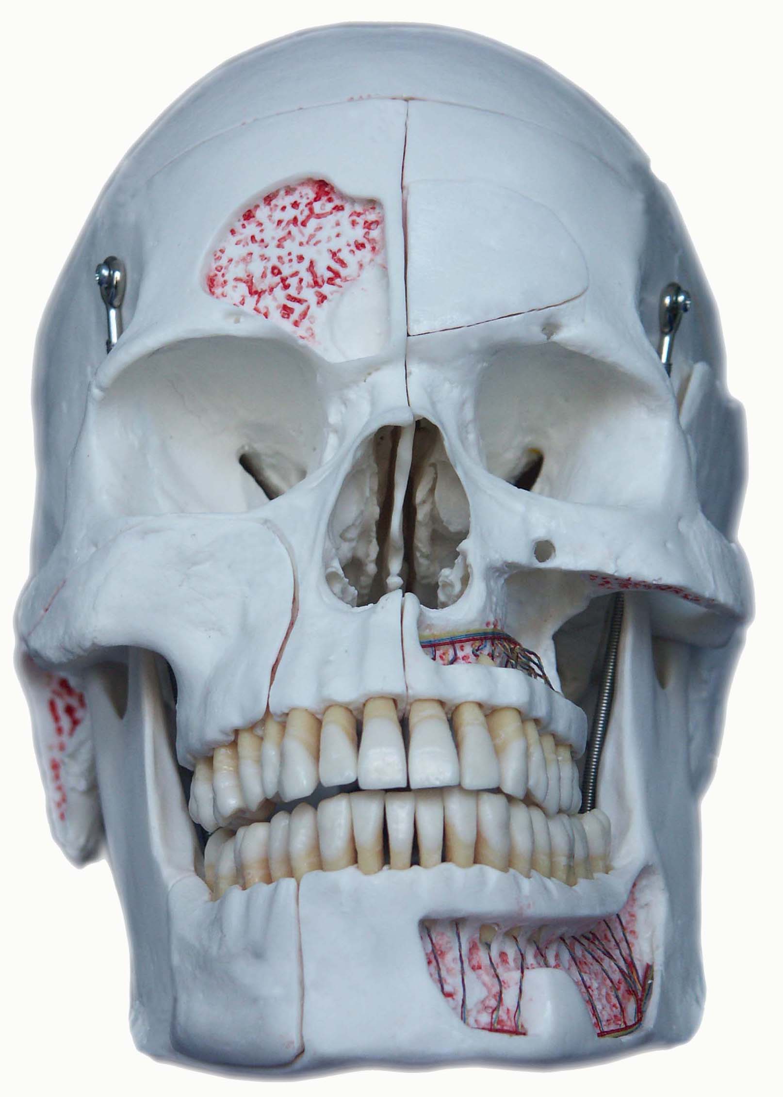 仿真頭顱模型(10部分) 仿真頭顱模型(10部分)