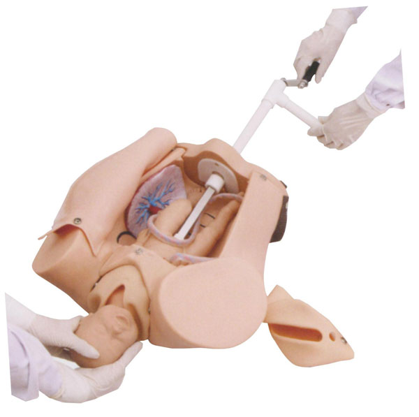 手搖式分娩機(jī)轉(zhuǎn)示教模型 手搖式分娩機(jī)轉(zhuǎn)示教模型